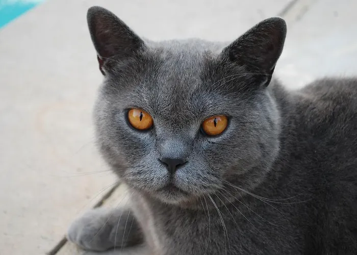 Domaine De La Greze Vendégház Murat