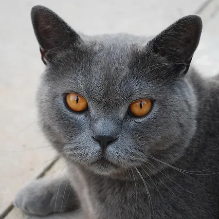 Domaine De La Greze Gasthof Murat