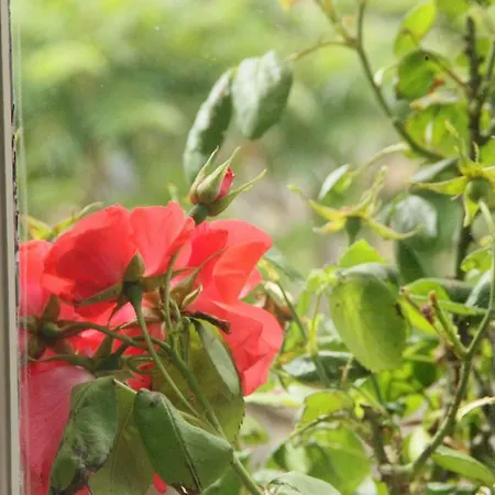 Domaine De La Greze * Murat